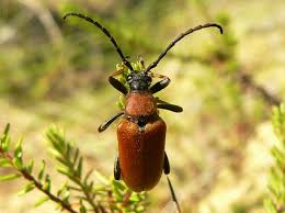 Attēlu rezultāti vaicājumam “Leptura rubra”
