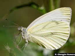 Attēlu rezultāti vaicājumam “Pieris napi”