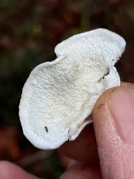 Attēlu rezultāti vaicājumam “Plicatura nivea”