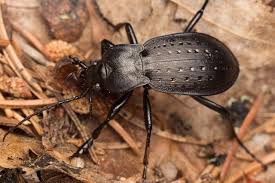 Attēlu rezultāti vaicājumam “Carabus hortensis”