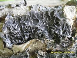 Attēlu rezultāti vaicājumam “Auricularia mesenterica”