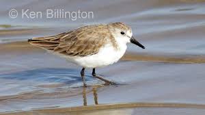 Attēlu rezultāti vaicājumam “Heyderia pusilla”