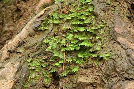 Attēlu rezultāti vaicājumam “Fissidens taxifolius”