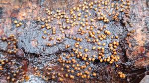 Attēlu rezultāti vaicājumam “Oligonema sp.”