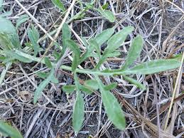 Attēlu rezultāti vaicājumam “Centaurea stoebe leaf”