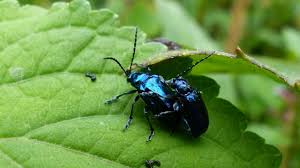Attēlu rezultāti vaicājumam “Chrysomelidae”