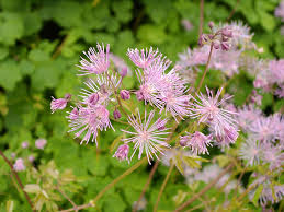 Image result for Arboretum Trompenburg