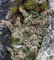 Attēlu rezultāti vaicājumam “Cladonia squamosa”