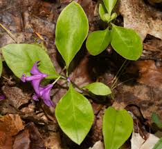 Attēlu rezultāti vaicājumam “Polygala vulgaris leaf”