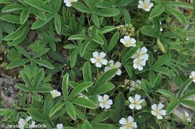 Attēlu rezultāti vaicājumam “Potentilla alba”