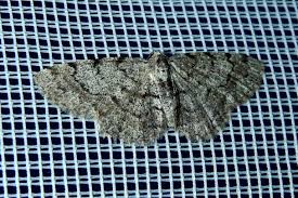 Attēlu rezultāti vaicājumam “Aethalura punctulata”