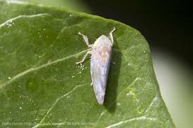 Attēlu rezultāti vaicājumam “Auchenorrhyncha”