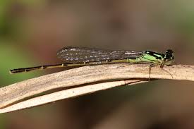 Attēlu rezultāti vaicājumam “Comatricha fragilis”