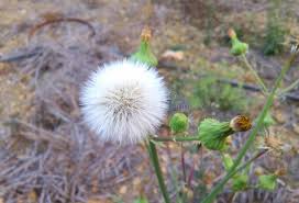 Attēlu rezultāti vaicājumam “Sonchus asper flower”