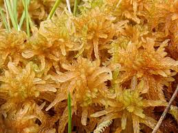 Attēlu rezultāti vaicājumam “Sphagnum balticum”