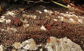 Attēlu rezultāti vaicājumam “Stemonitopsis hyperopta”