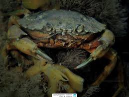 Image result for Carcinus maenas