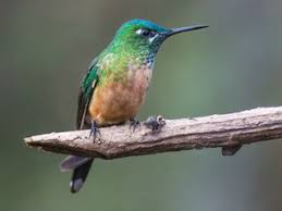 Attēlu rezultāti vaicājumam “Lycogala asperum sessile”