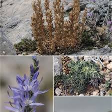 Attēlu rezultāti vaicājumam “Lasiosphaeria ovina spores”