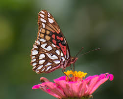 Attēlu rezultāti vaicājumam “Nymphalidae”