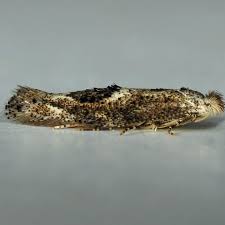 Attēlu rezultāti vaicājumam “Bucculatricidae”