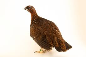 Attēlu rezultāti vaicājumam “Lagopus lagopus female”