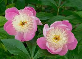 Attēlu rezultāti vaicājumam “Paeonia lactiflora flower”