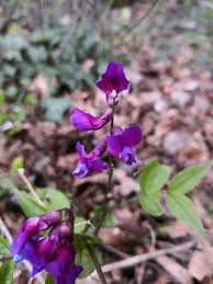 Attēlu rezultāti vaicājumam “Lathyrus vernus”