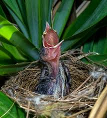 Attēlu rezultāti vaicājumam “Fringilla coelebs nest”