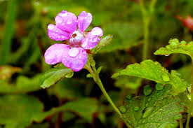 Attēlu rezultāti vaicājumam “Rubus arcticus flower”