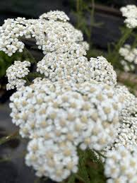 Image result for Achillea millefolium
