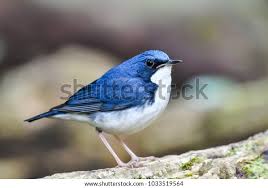 Image result for Luscinia cyane