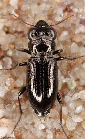 Attēlu rezultāti vaicājumam “Notiophilus palustris”