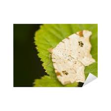 Attēlu rezultāti vaicājumam “Macaria notata”