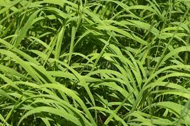 Attēlu rezultāti vaicājumam “Brachypodium pinnatum”