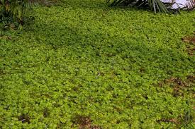 Attēlu rezultāti vaicājumam “Sphagnum cuspidatum”