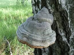 Attēlu rezultāti vaicājumam “Phellinus igniarius”