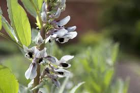 Attēlu rezultāti vaicājumam “Vicia faba flower”