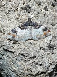 Attēlu rezultāti vaicājumam “Catarhoe cuculata”