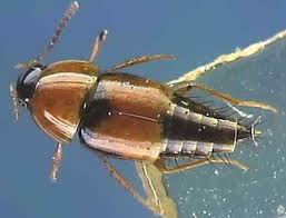 Attēlu rezultāti vaicājumam “Tachyporus sp.”