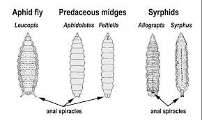 Attēlu rezultāti vaicājumam “Syrphus sp. larva”