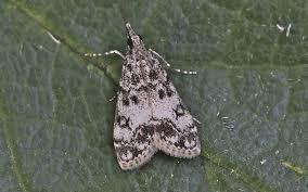 Attēlu rezultāti vaicājumam “Eudonia lacustrata”