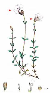 Attēlu rezultāti vaicājumam “Silene tatarica leaf”