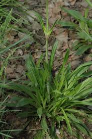 Attēlu rezultāti vaicājumam “Silene viscaria leaf”