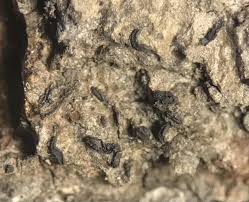 Attēlu rezultāti vaicājumam “Alyxoria varia”