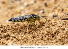 Attēlu rezultāti vaicājumam “Crabronidae”