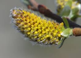 Attēlu rezultāti vaicājumam “Salix aurita flower”