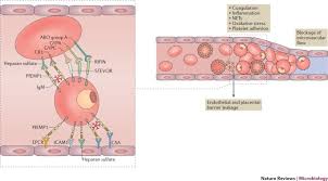 Attēlu rezultāti vaicājumam “Enteridium variabile plasmodium”
