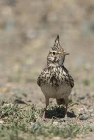 Image result for Galerida cristata