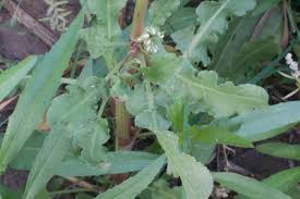 Attēlu rezultāti vaicājumam “Rumex aquaticus bud”